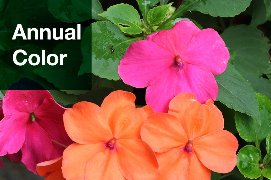 annual-spring-color.jpg annual-spring-color.jpg