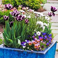Spring Color containers