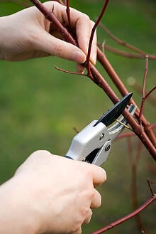 20141119_dormant_pruning.jpg