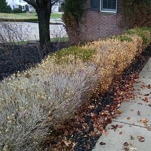 Prevent winter burn on your property