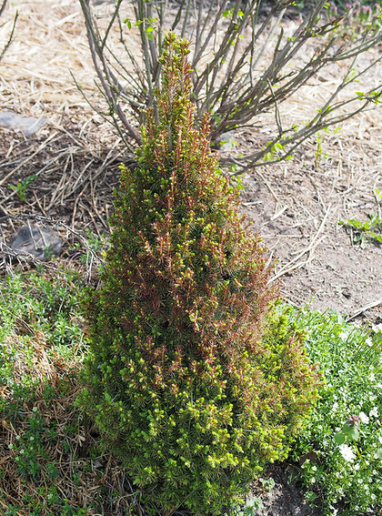 spring is usually the best time to treat winter damage to plants