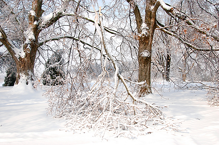 breakage is one form of winter damage to plants
