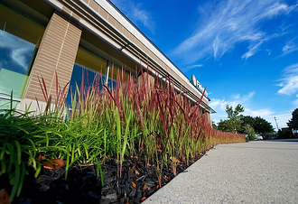 landscaping with ornamental grasses is great for defining borders