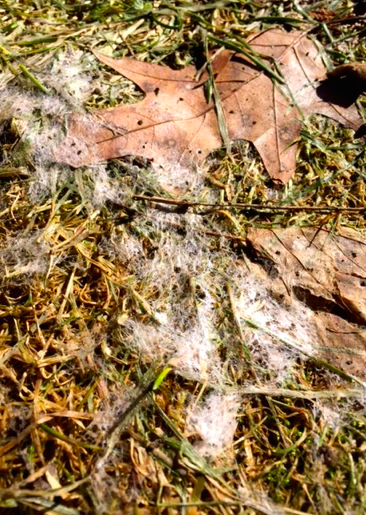 snow mold is winter damage to lawns