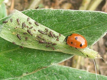 aphid1