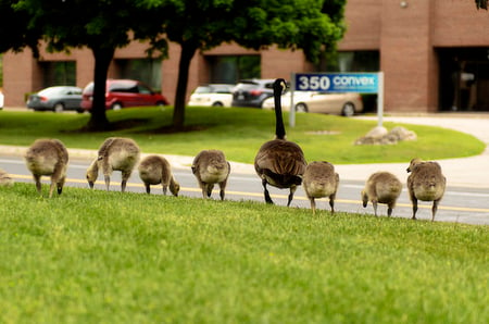 effective goose deterrents include flags, reflective surfaces and predator decoys