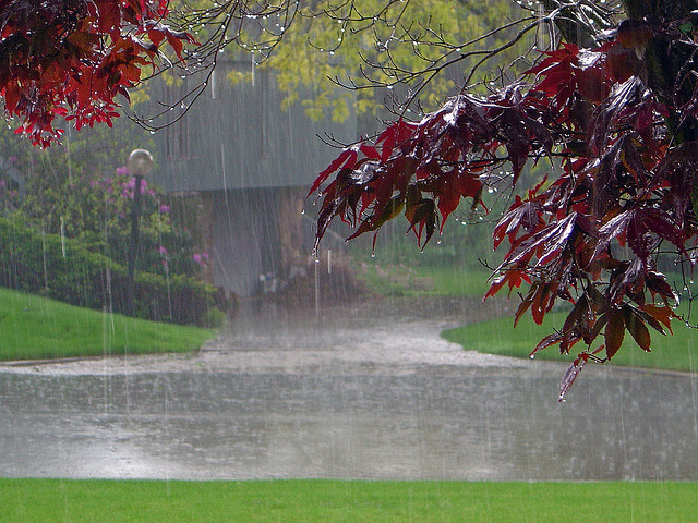 heavy rainfall in the summer can produce damaging lawn diseases in Northeast Ohio