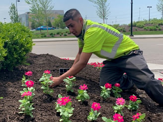 Schill Landscaping worker planting flowers