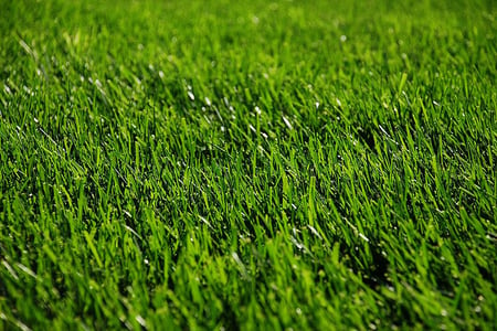 winterizing your lawn pays off royally come spring