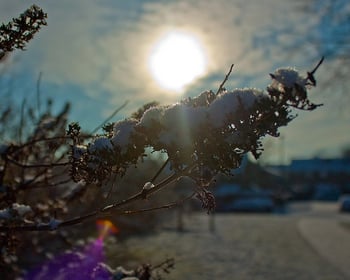 Trees and shrubs are especially vulnerable to winter damage in Northeast Ohio