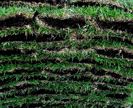 sod vs. seed? sod costs more than grass seed but provides instant gratification