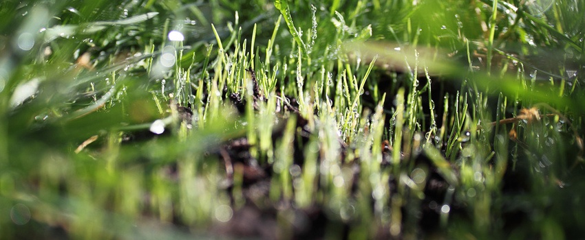 overseeding turf bare spots is a commercial landscape maintenance must before winter