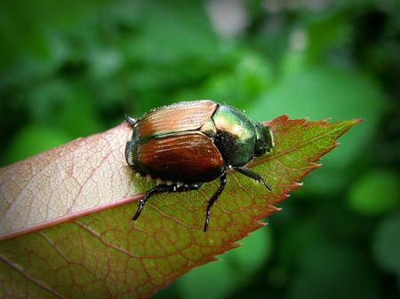 Grubs are the immature form of various beetles, including Japanese beetles