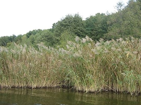 phragmites are an invasive water-loving weed