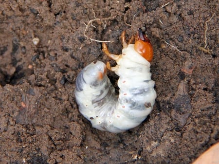 prevent grub damage and stop young grubs before they populate your lawn prevent grub damage and stop young grubs before they populate your lawn