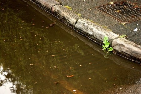 blocked drains are a result of poor stormwater management