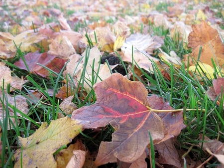 fall clean-up prepares your commercial landscape for a strong, healthy spring