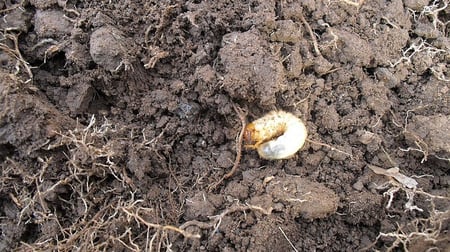 August an ideal time to identify grubs and treat your lawn appropriately so you can prevent grub damage.