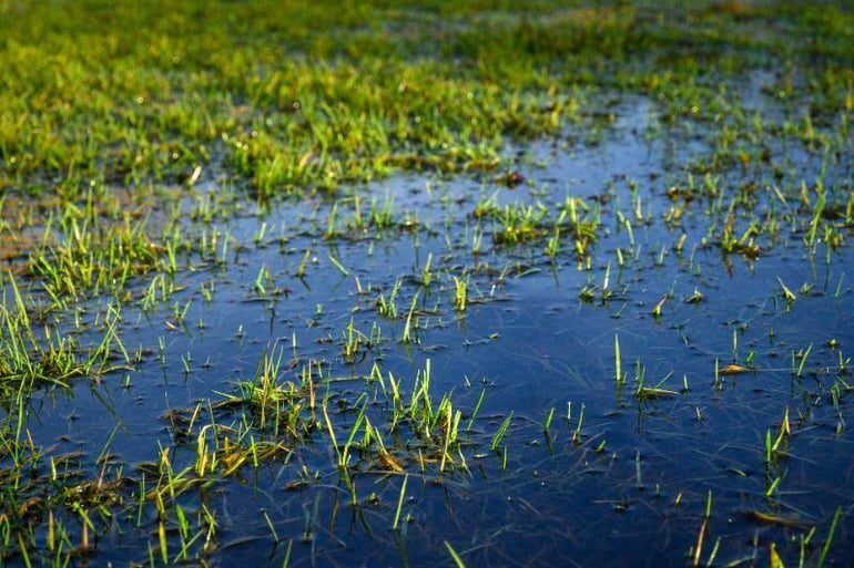 Flooded lawn after a storm