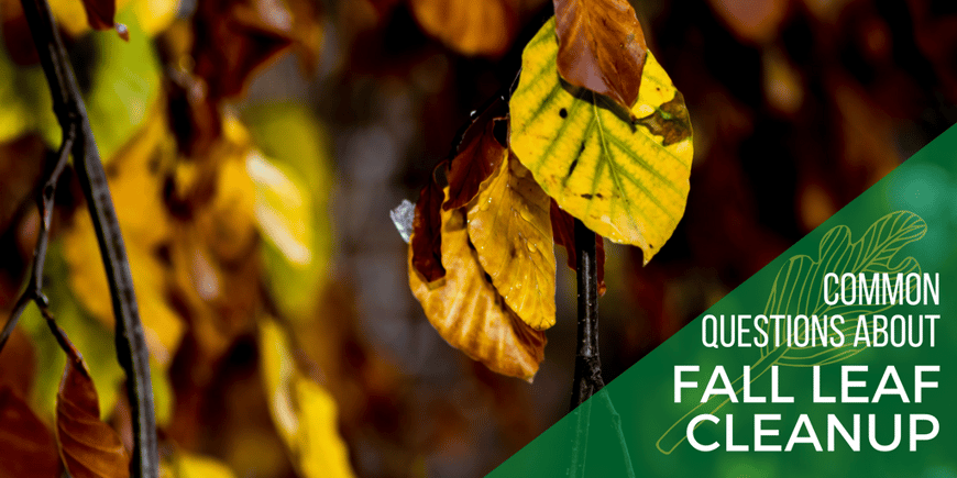 Fall Leaf FAQ.png
