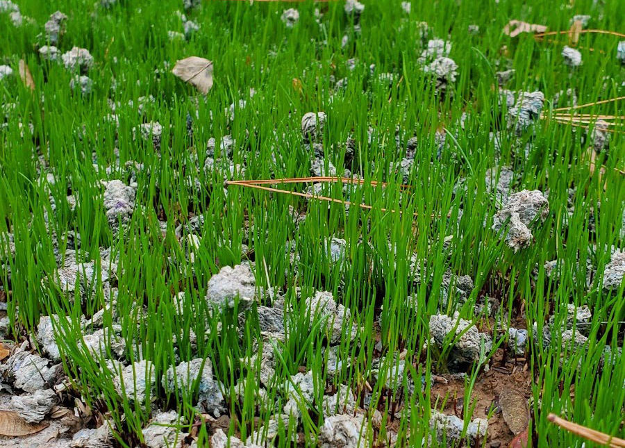 Seeding Lawn in Ohio