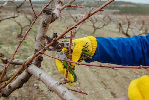 Dormant Pruning During Winter
