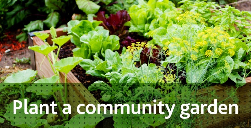 Community garden_header.jpg