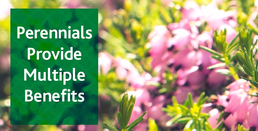 Perennials provide multiple benefits