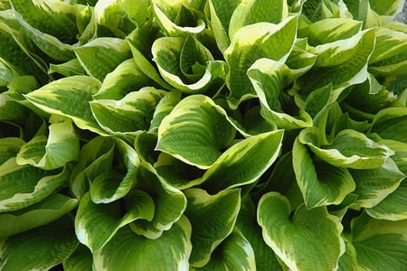 perennial-hosta.jpg