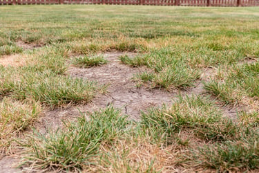 Damaged commercial lawn in need of new turf installation