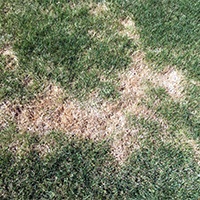 Lawn-PinkMold1.jpg