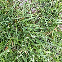 Lawn-crabgrass4.jpg