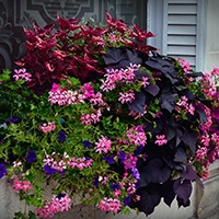 Spring Color foliage