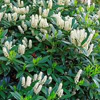 spring-color-shrub5.jpg