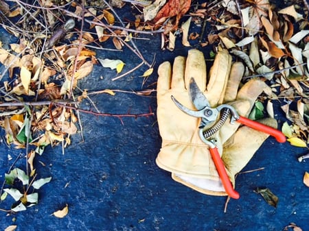 cutting back tall perennial grasses is an essential part of fall clean-up