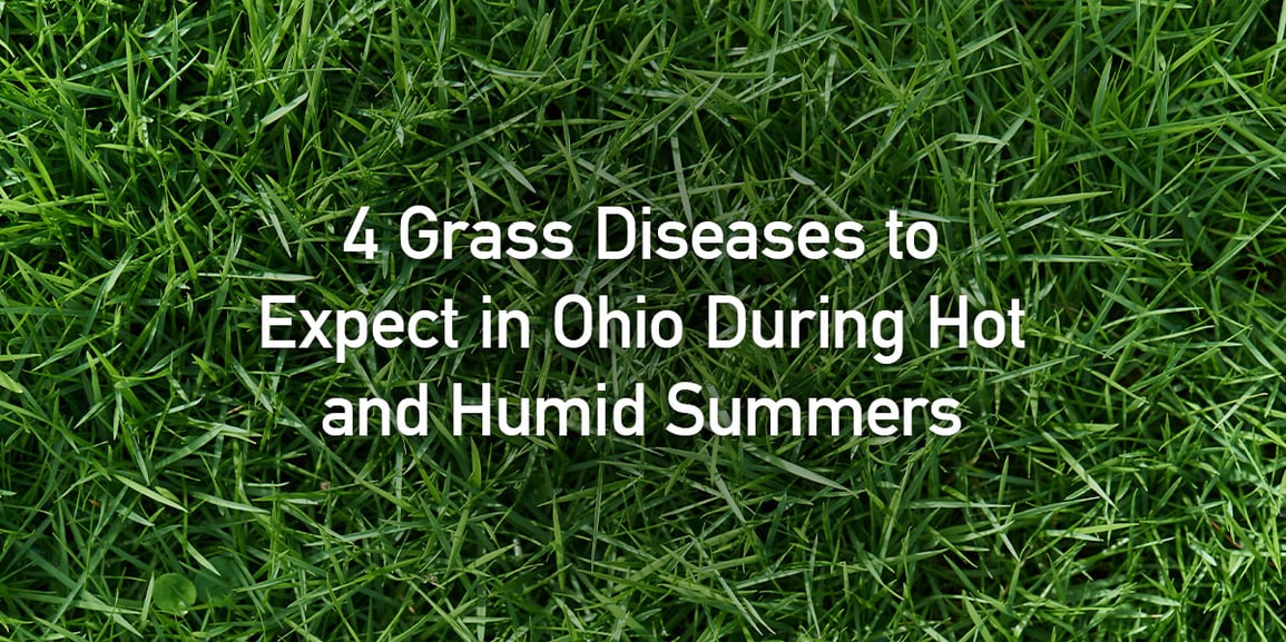 4 Grass Diseases to Expect in Ohio Schill Grounds Management