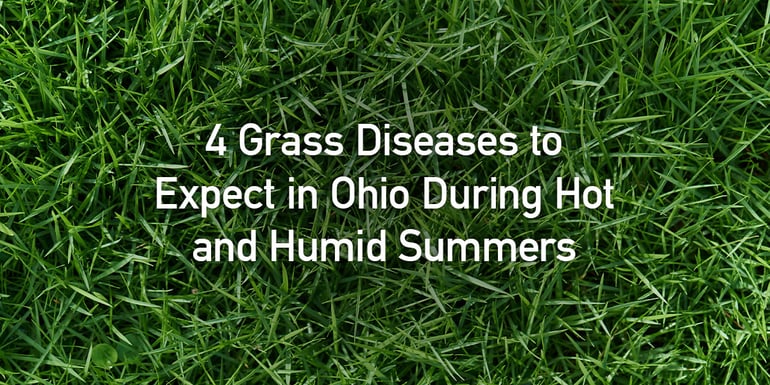 Grass-Diseases-Ohio-Summers