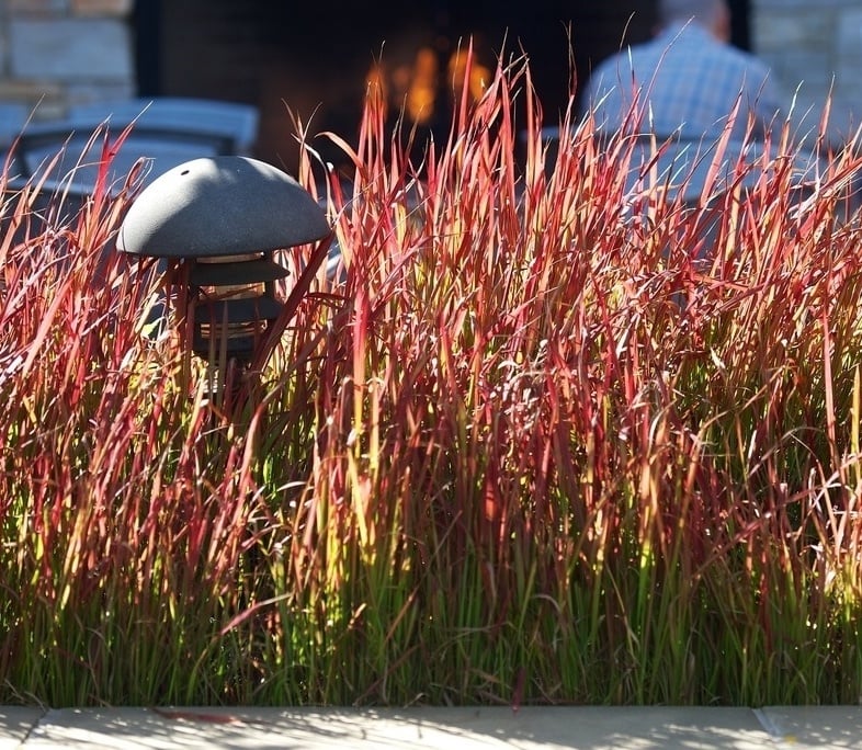 Grasses3-263072-edited