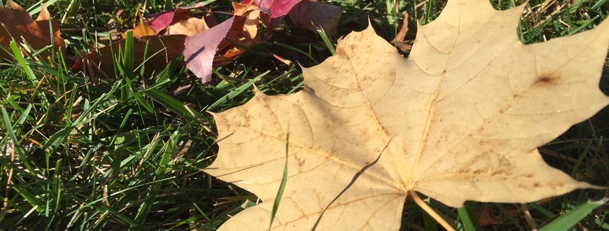 allowing leaves to sit on the lawn all winter could exacerbate snow mold