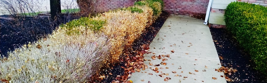 protect vulnerable shrubs from winter burn caused from freezing temperatures and wind