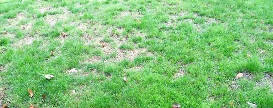 Browning and thinning out of your grass are signs of drought stress.