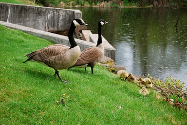 geese on commercial landscape property
