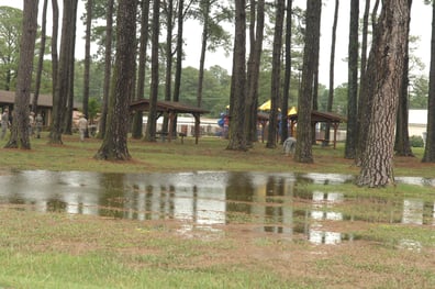 trees drainage issues flooding.jpg