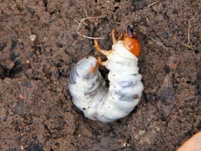 grub on landscape