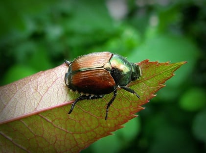 Japanese Beetle on landscape in Ohio