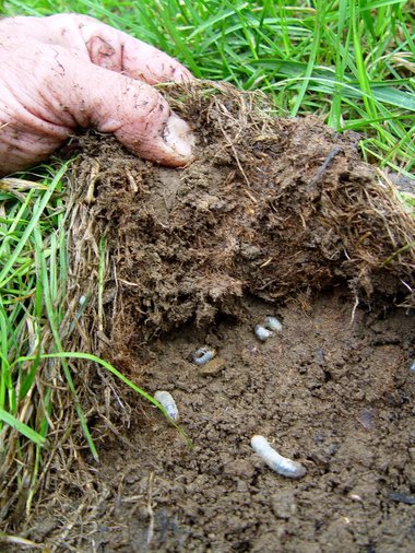 Man picking up part of landscape to Find Grubs