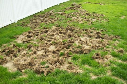 Grub Lawn Damage Potentially Worsened by Animals