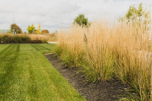 tall fescue drought tolerant turf