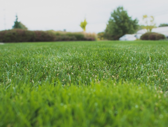 turf