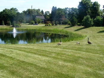 Professional landscaping around a retention pond is essential to its effectiveness.
